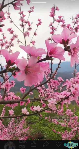 桃花视频最新版下载_桃花视频最新版v4.4.2