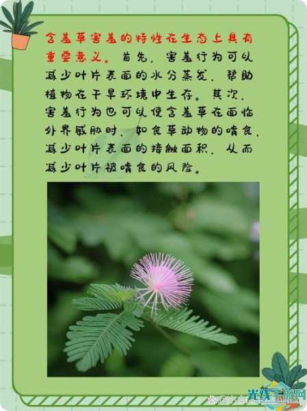 含羞草成年实验所_据悉含羞人类实验研究所rdquo入口背后的故事
